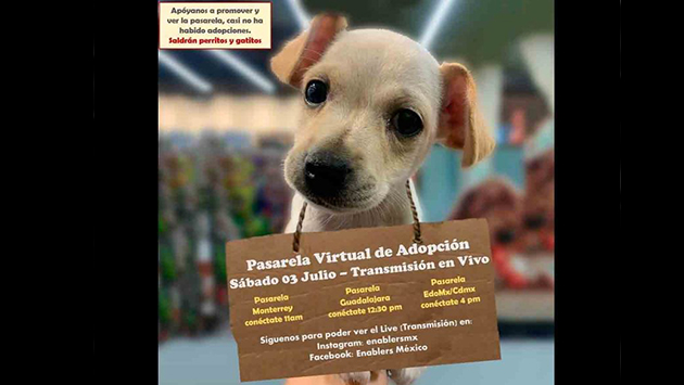Realizan campaña de adopción virtual; presentaron a 70 perros y gatos para ser adoptados – Periódico Zócalo | Noticias de Saltillo, Piedras Negras, Monclova, Acuña - Vimarsana News