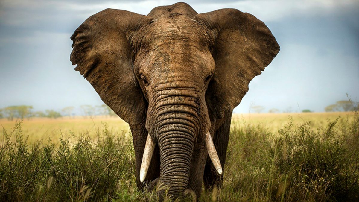 Elefante reconoce al veterinario que lo curó 12 años atrás; emotiva foto se hace viral – Periódico Zócalo | Noticias de Saltillo, Piedras Negras, Monclova, Acuña - Vimarsana News