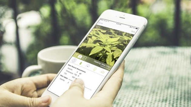 Siempre un paso adelante: Apple aprueba una app para comprar marihuana desde sus iPhones – Periódico Zócalo | Noticias de Saltillo, Piedras Negras, Monclova, Acuña - Vimarsana News