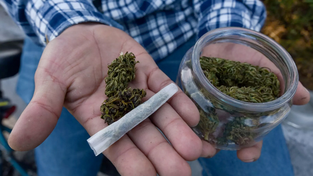 ¿Le entras? Empresa propone inversión en granjas de marihuana desde mil 200 pesos – Periódico Zócalo | Noticias de Saltillo, Piedras Negras, Monclova, Acuña - Vimarsana News