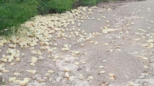 ¡Crueldad animal! En Puebla tiran montones de pollitos vivos y muertos – Periódico Zócalo | Noticias de Saltillo, Piedras Negras, Monclova, Acuña - Vimarsana News