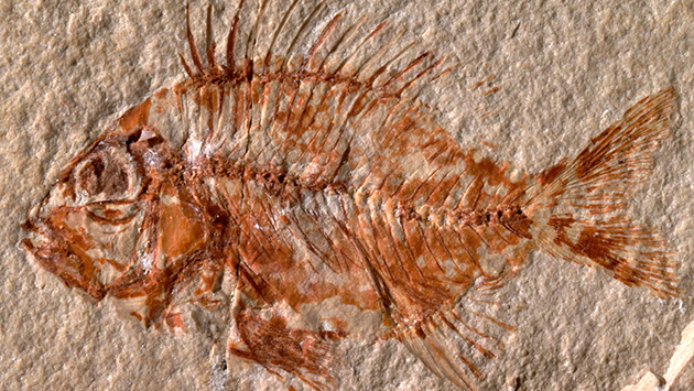 Descubren en Chiapas el fósil de un pez que vivió en la época de los dinosaurios – Periódico Zócalo | Noticias de Saltillo, Piedras Negras, Monclova, Acuña - Vimarsana News