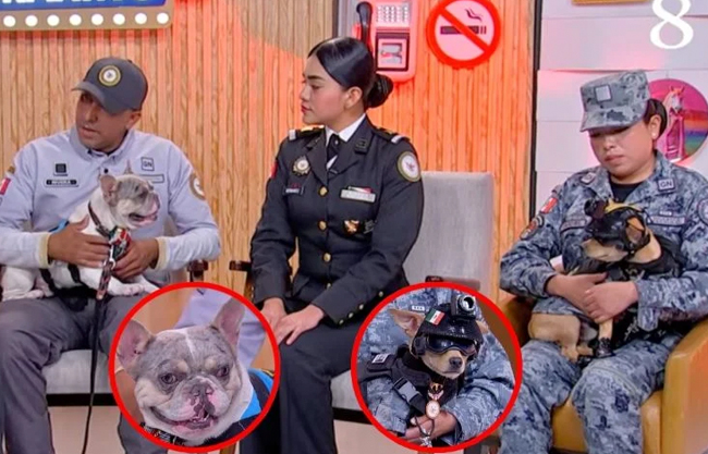 Conoce a los perritos de la Guardia Nacional que brindan apoyo emocional a pasajeros en el AIFA